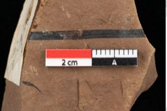 Foto (Detailansicht) von Pinus rigios Unger (NHMW-GEO-2024-0188-0279)